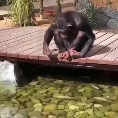 This Chimp admiring and feeding the fish