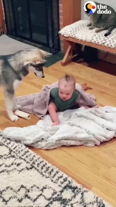 Husky and Child Growing Up Together