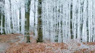 🔥 The frosted Jura Crest Trail near Baden, Switzerland looks right out of a fairy tale