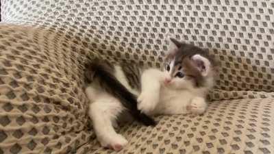 Violent criminal attacks innocent tail.