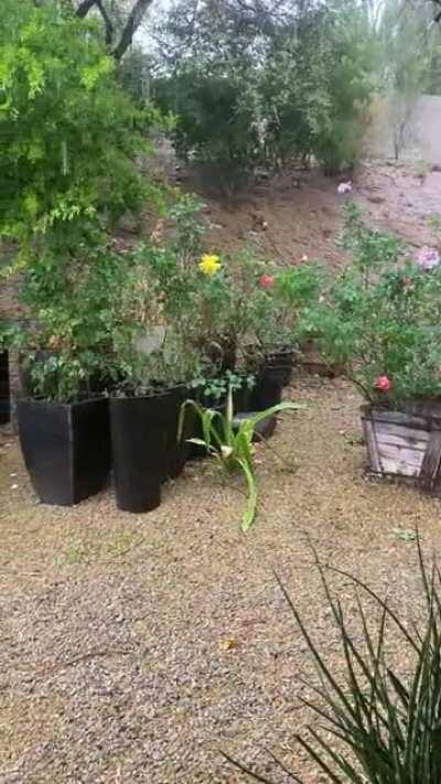 Much better rain today in Phoenix AZ. Enjoy!