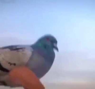 New T-800 model coming August 2020