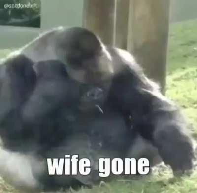 MONKEY LIFE 🤙😔