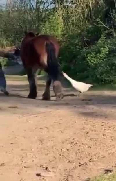 To bully a horse