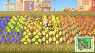 My flower garden is now complete!