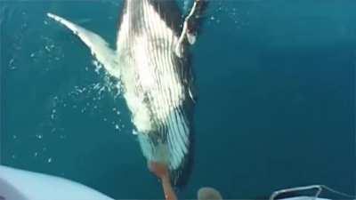 Amelia has interesting voice acting skills