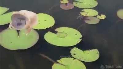 It is Wednesday my Dudes