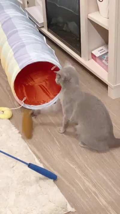 Her first time with catnip 😹❤️