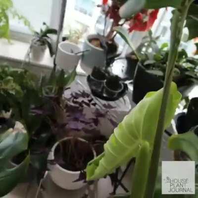 Just found the most amazing time lapse on instagram! Credit: @zzbotanicalandhome