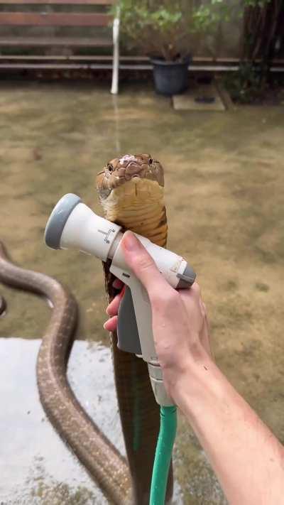 King cobra refreshing her self