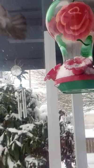 get off my feeder sucka