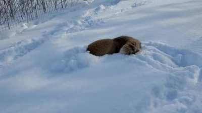 Fox playing in the snow🧊