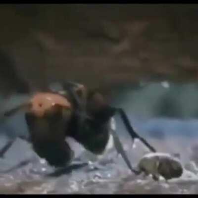 asuka vs. eva series