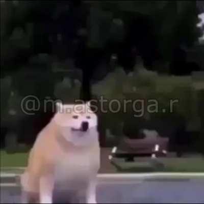 meme made by yo, estrechez de corazon pam