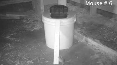 I Discovered The Greatest Mouse Trap Ever