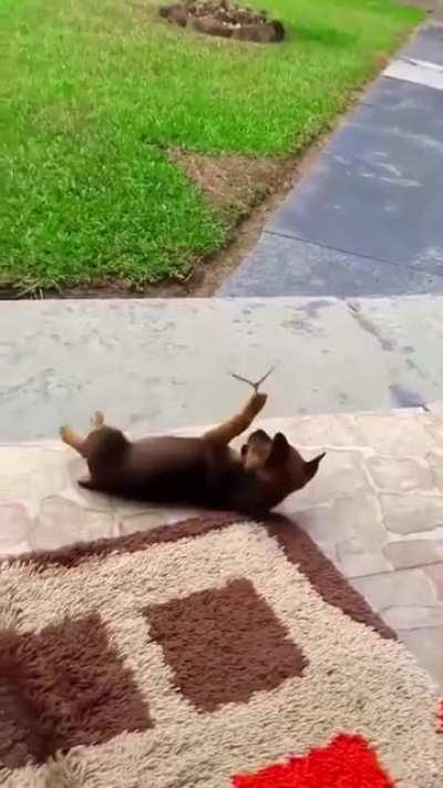 This puppy playing with a butterfly