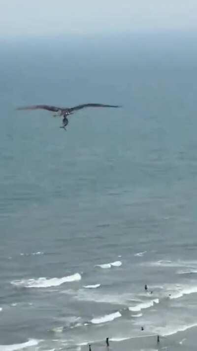 A bird flying a shark.