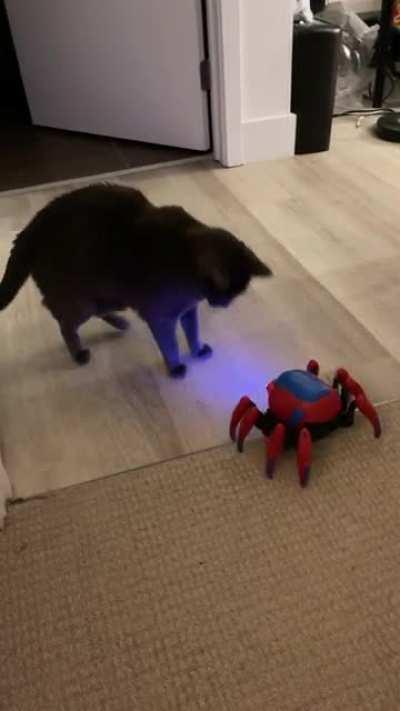 Cat vs spiderbot