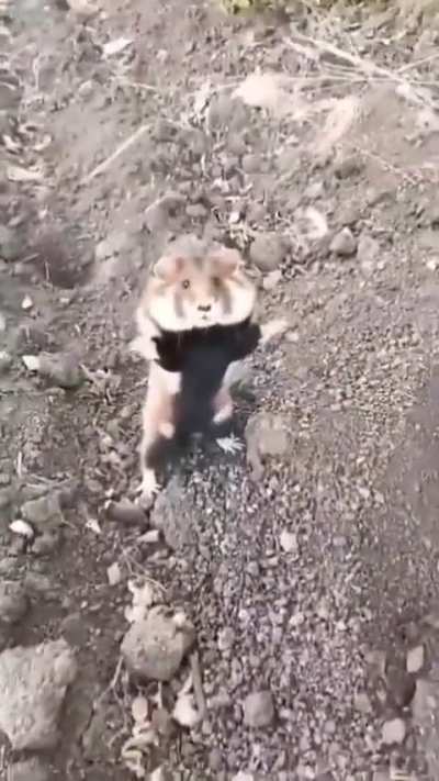 European hamster’s defence position