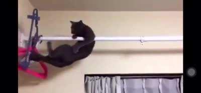 Cat: I have made a mistake