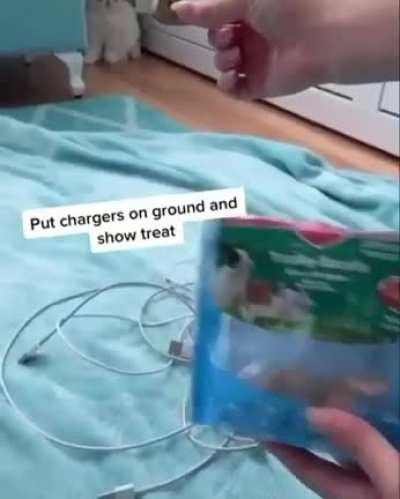 How to stop your bunny from chewing on your cables.