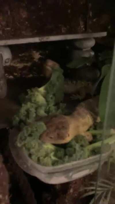 Dinner time for Loaf and Beans