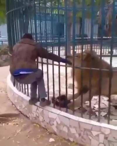 Sticking your hand in the lion cage at the zoo