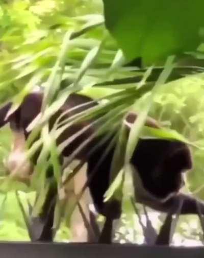 Monkey risking it all