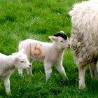 Mother shits on child