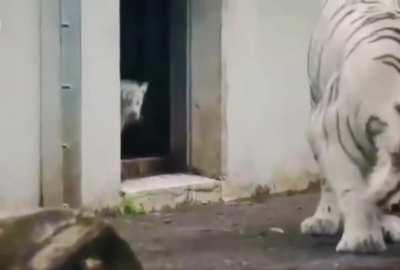 Tiger cub 🐅 sneaks up on his mom