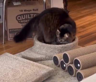 New Cat Tree Miscatculation