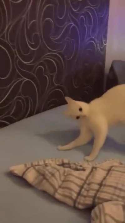 Sometimes cats are very strange