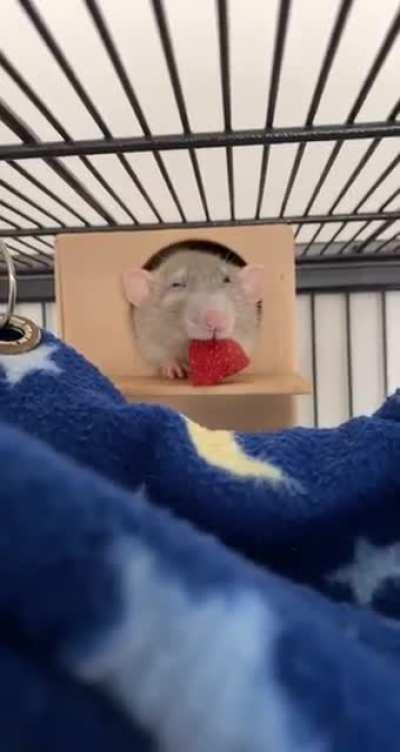 Giving Gimli a strawberry after his nap