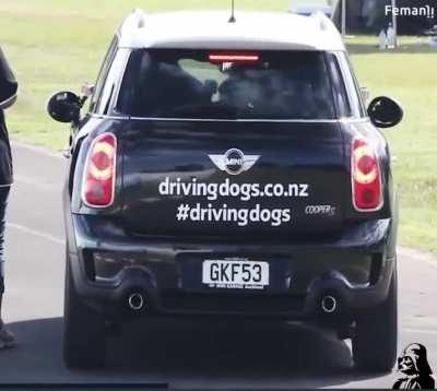 people have trained dogs to drive vehicles.