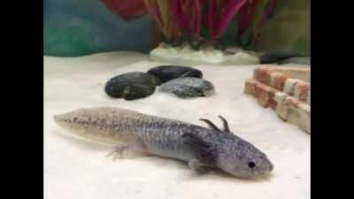 A little project for my intro to animation class!