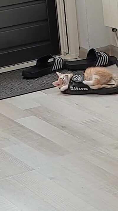 This slipper fits Monty like a glove