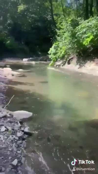 My duck people need me