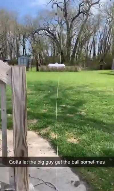 Give the older dog a chance at fetch.