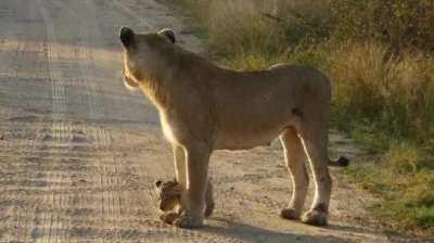 When they are first born, lion cubs are very small. They have their eyes closed and don’t open them until they are two to three weeks old. They are almost helpless and rely entirely on their mother, beginning to crawl a day or two after birth and walking 