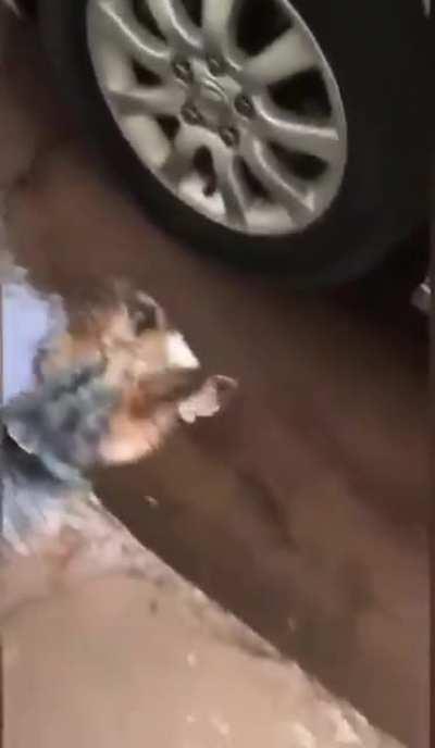 He did a heckin rescue!