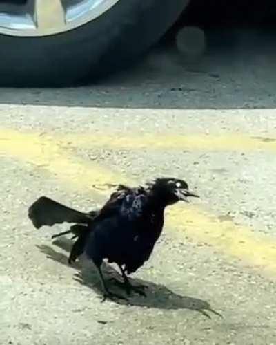 2022 got birds doing crack