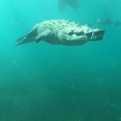🔥 A Saltwater Crocodile cruises along the Depths of the Ocean