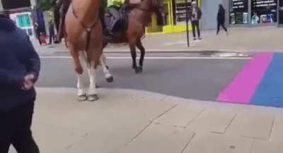 What breed of homophobic horses is this?