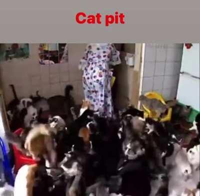 Cat pit