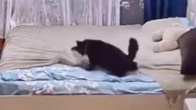 Mom gives lesson to kitten