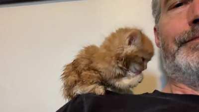 Tiny messy Orange Floof got a butt bath. Now cleaning himself while perched on my shoulder.