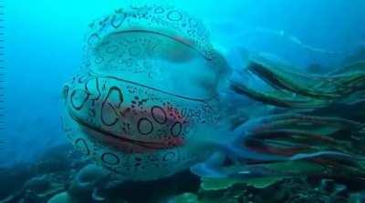 The only known shots of the extremely rare jellyfish Chirodectes maculatus