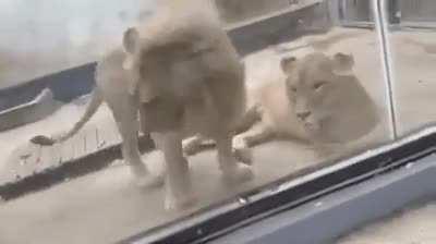 You ain’t lion down next to me