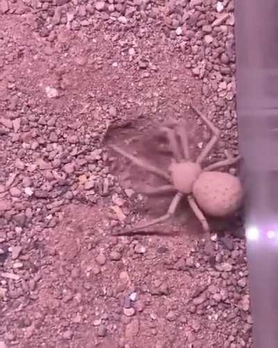 Six eyed sand spider burying herself🕷️