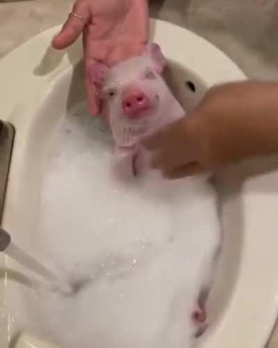 Happy pig while they wash him 🐷